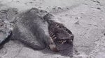 A mysterious carcass washed ashore in New Zealand last week, fueling speculation about sea monsters and dinosaurs. The rotting animal was discovered by a group on four-wheel vehicles speeding along the beach in Bay of Plenty.